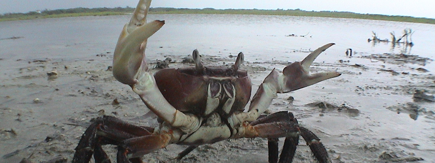 LAMENT FOR THR LAND CRABS